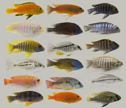 рыбы, экзотика, тропические рыбы, желтые, белые, красные
